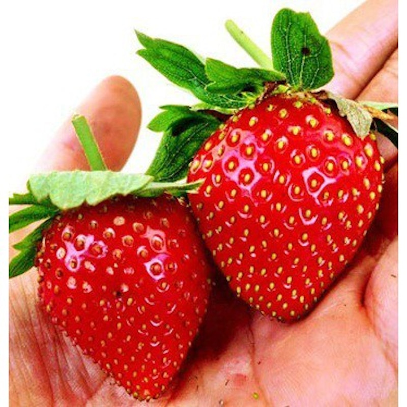 Bibit Strawberry Red Giant Australia