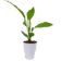 Temulawak 1