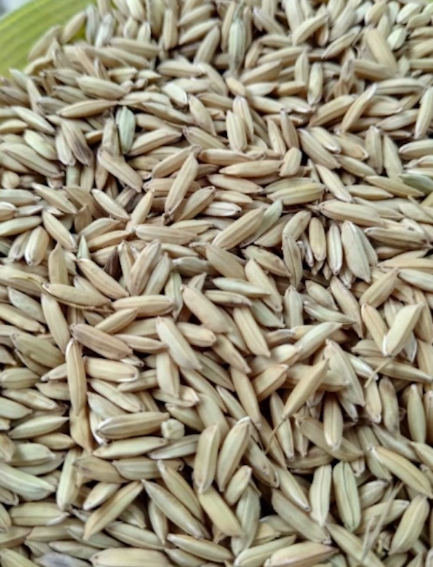 Benih Padi Unggul HMS 700 1 kg 3