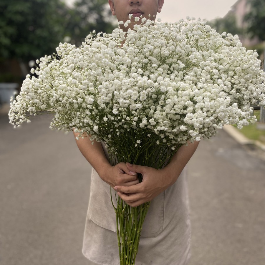  Fresh Natural Baby Breath