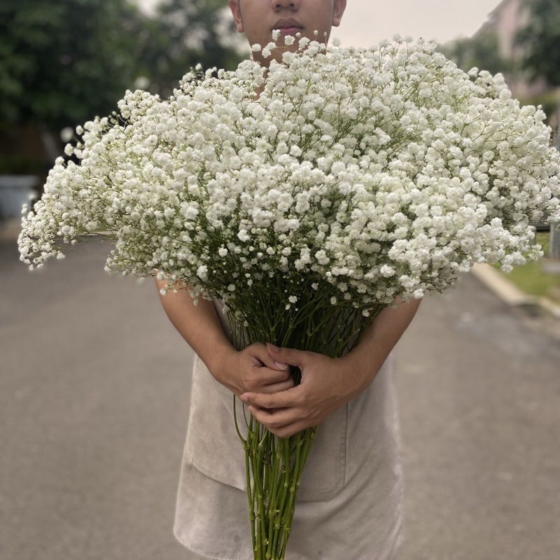 Fresh Natural Baby Breath 2