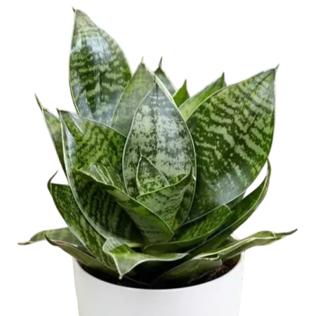Birdnest Snake Plant 1