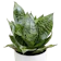 null Birdnest Snake Plant 1