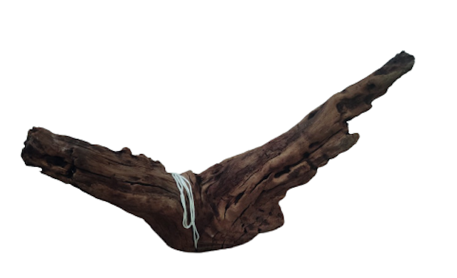 Kayu Santigi Gunung Jumbo