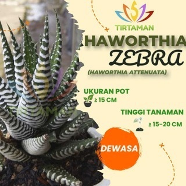  Succulent Haworthia attenuata / Tanaman zebra