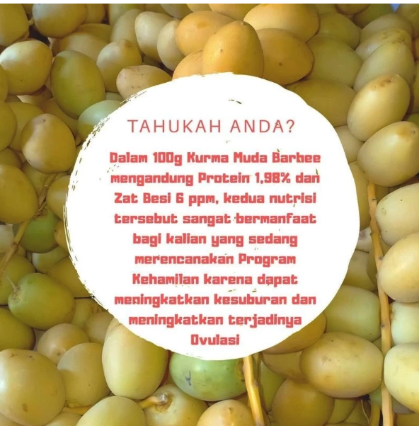  Kurma Muda Barhee 