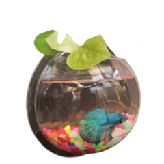 Acrylic Wall Aquarium