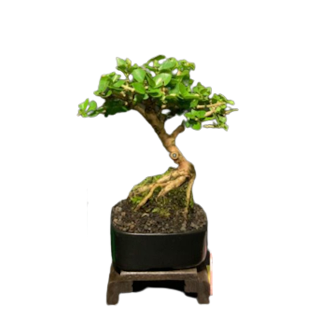Bonsai Mame Sancang