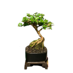 Bonsai Mame Sancang