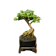 Bonsai Mame Sancang 1
