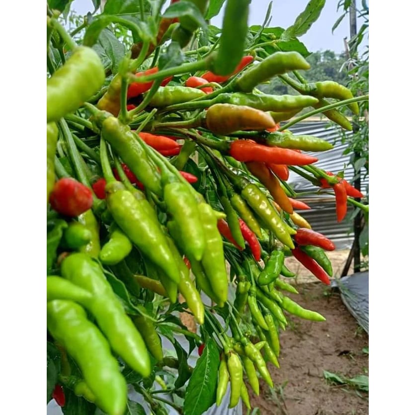 Bibit Unggul Sejati YOU SEED Benih Cabai Rawit Dompolan ORION