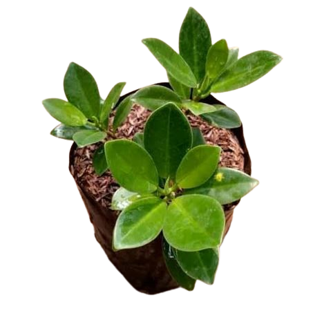 Bibit Beringin Dolar Koin