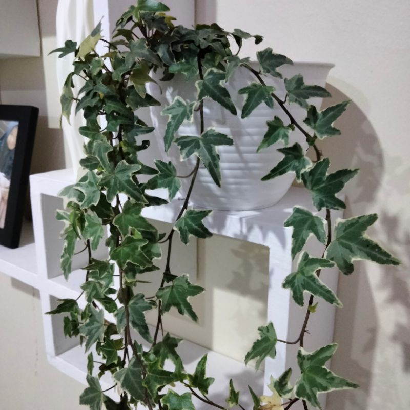 English Ivy (Hedera helix) 3