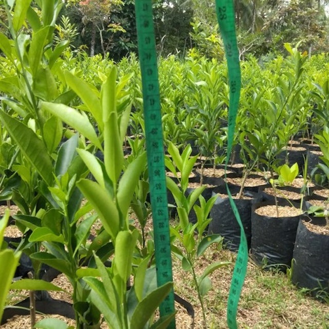 Bibit Jeruk Santang Madu Hasil Okulasi Kondisi Siap Berbuah 3