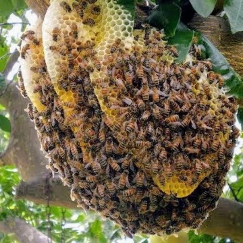 Sarang Maduku Sarang Maduku Raw Honey Sumatera 