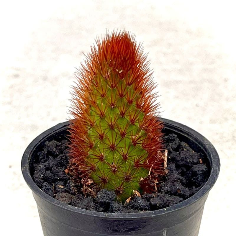 Baby Kaktus Ownroot Berakar 2