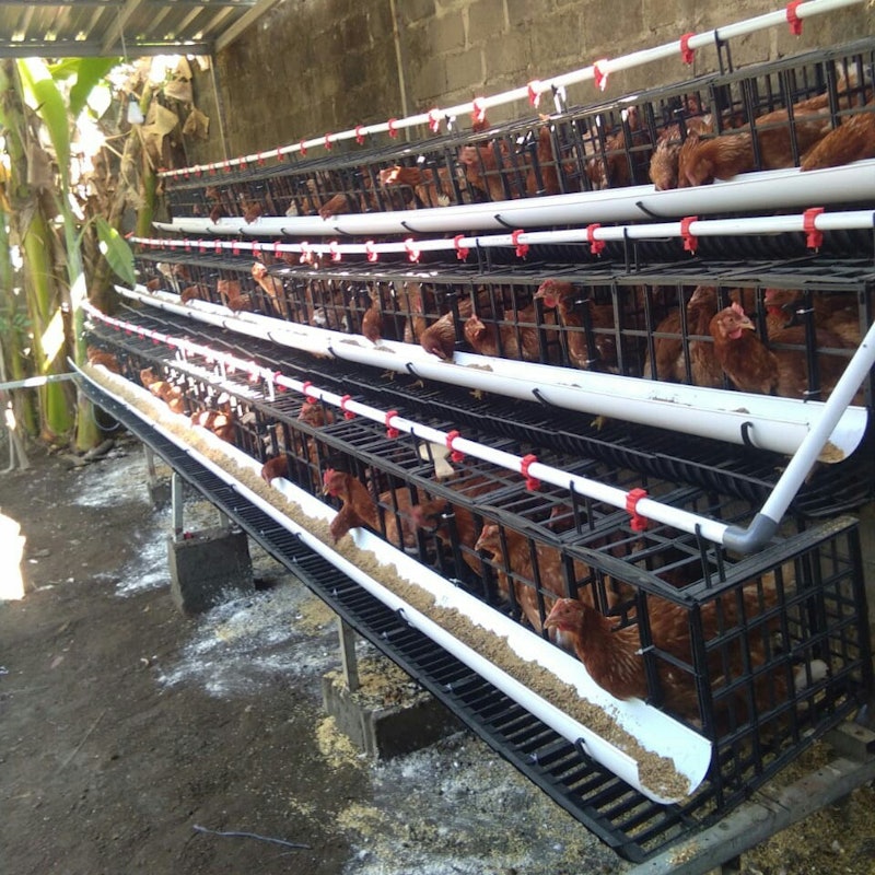 Kandang Plastik Ayam Petelur 6 Pintu 4