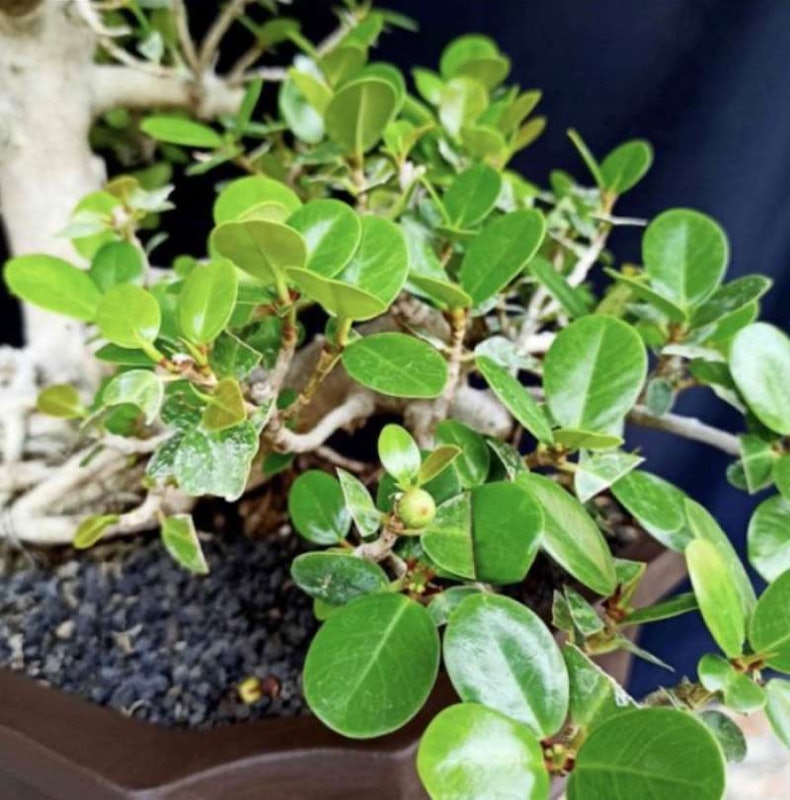 Bonsai Beringin Dolar 3