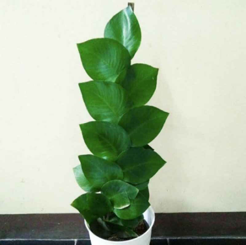 Dolar Rambat Besar 2