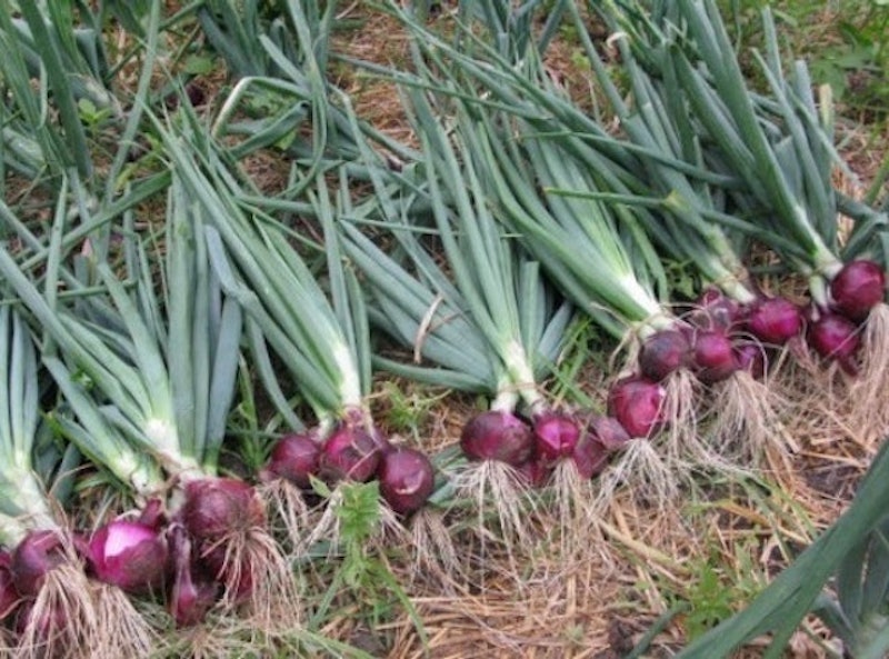 Haira Seed Onion Red Burgundy 4