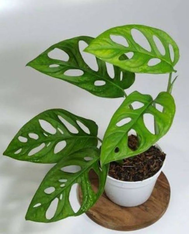 Janda Bolong (Monstera adansonii) 3