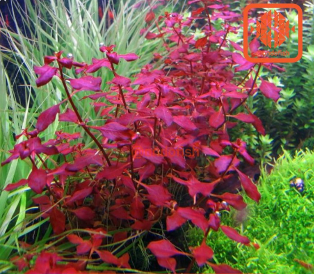 Ludwigia sp. 'Super Red'