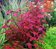 Ludwigia sp. 'Super Red' 1