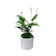 Peace Lily (Spathiphyllum) 1