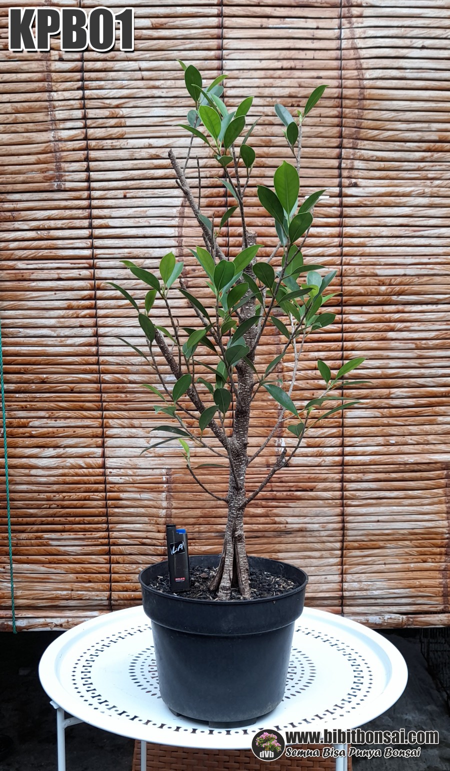  Bibit Bonsai Kimeng Pecah Batang