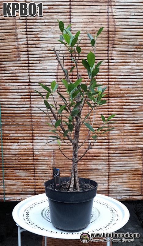 Bibit Bonsai Kimeng Pecah Batang 5