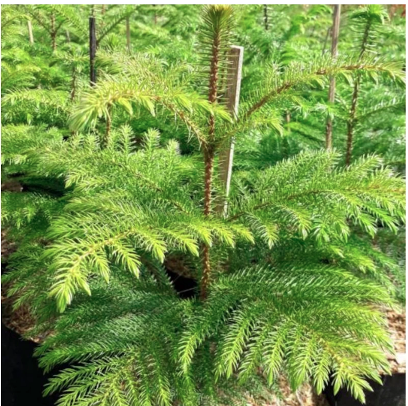 Cemara Norfolk Pentris 4