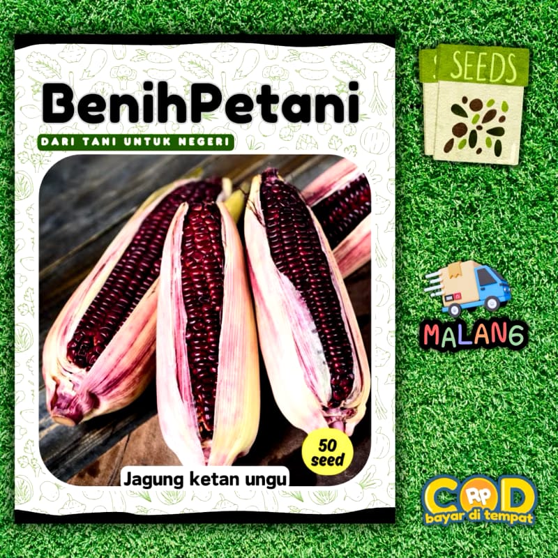  BenihPetani Jagung Ketan Ungu