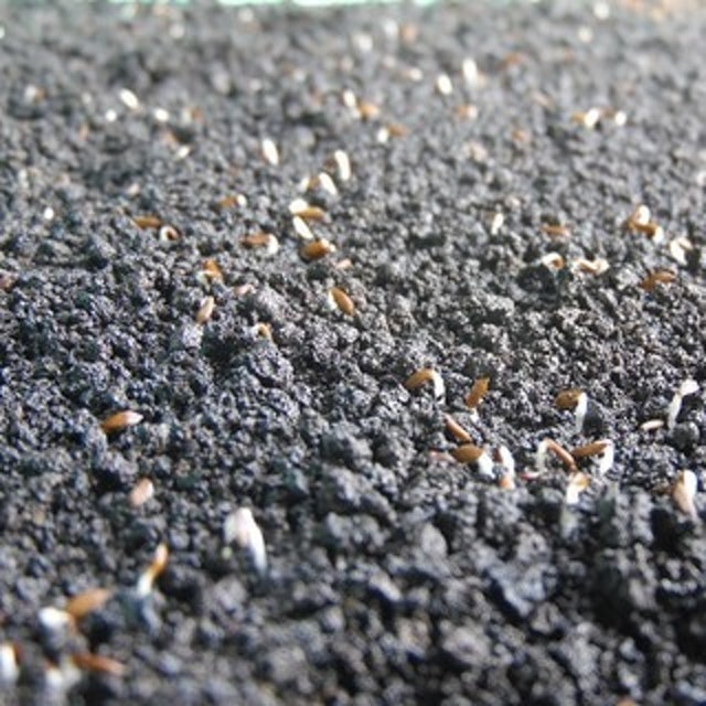 Pasir Malang Hitam 4