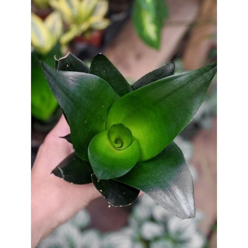 Sansevieria Mini Black Dragon Succulent 2