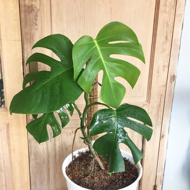  Monstera deliciosa