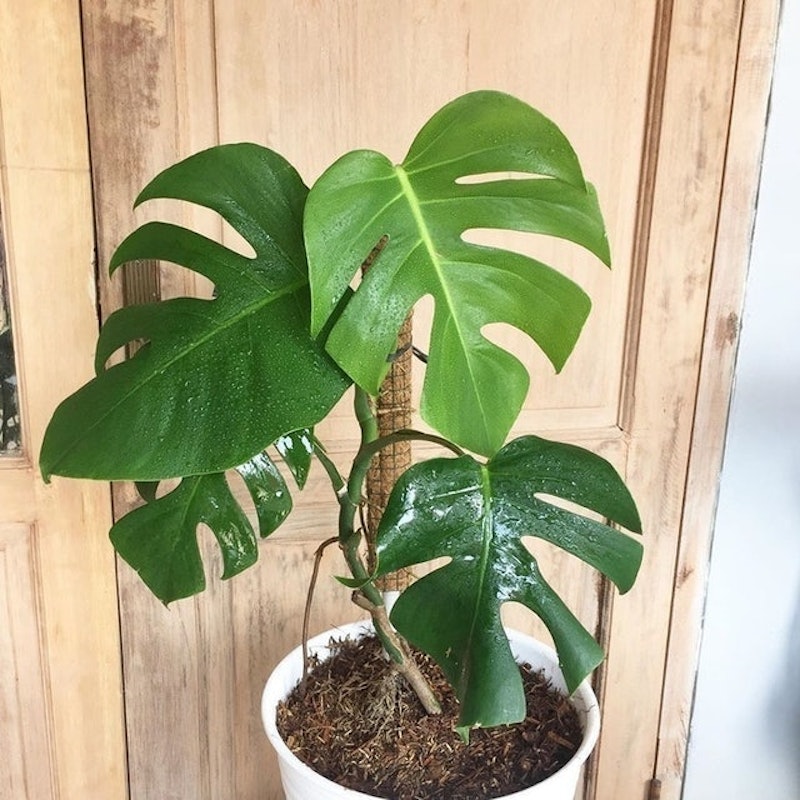 Monstera deliciosa 3
