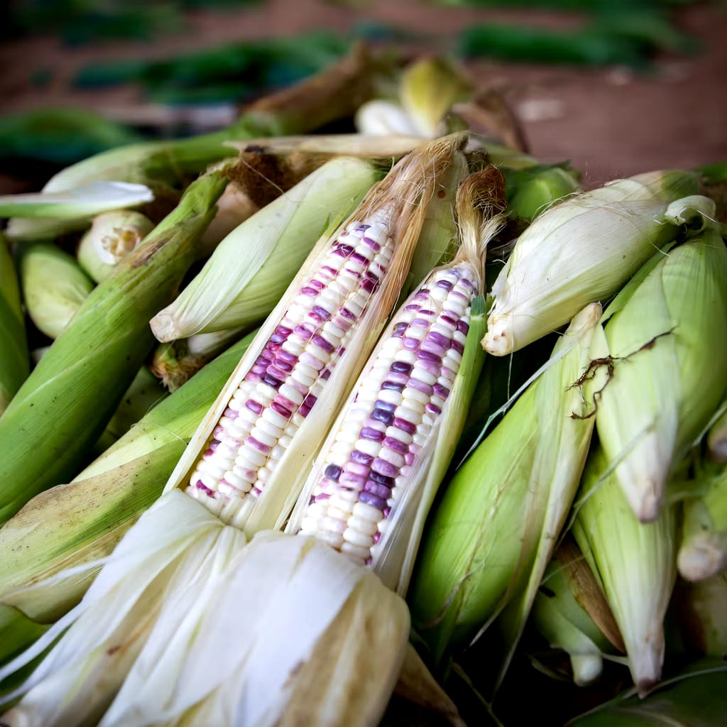  AYOTANAM Benih Jagung Ketan Belang
