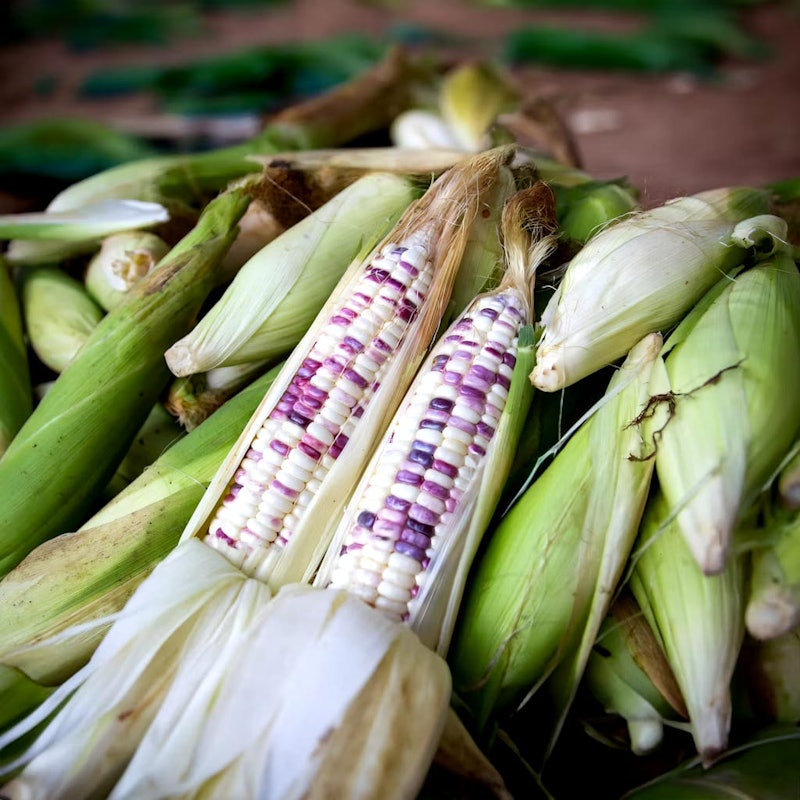 AYOTANAM Benih Jagung Ketan Belang 5