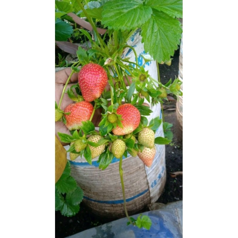 Bibit Strawberry Mencir 2