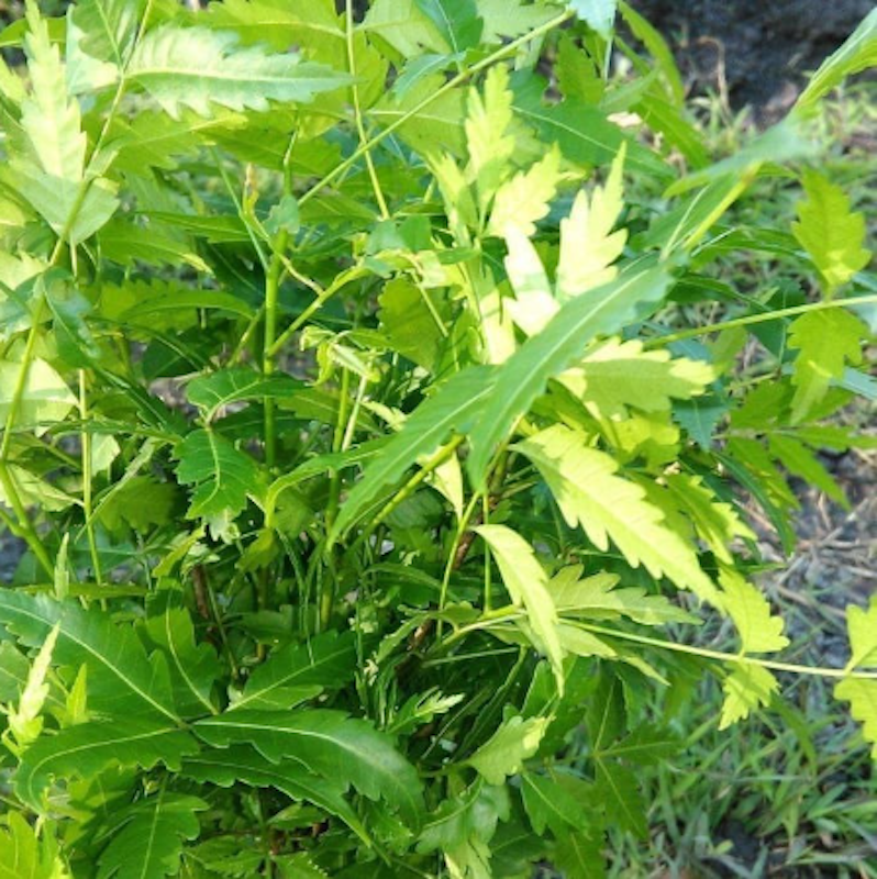 Tanaman Neem 2