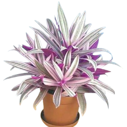 Tradescantia Spathacea