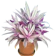 null Tradescantia Spathacea 1