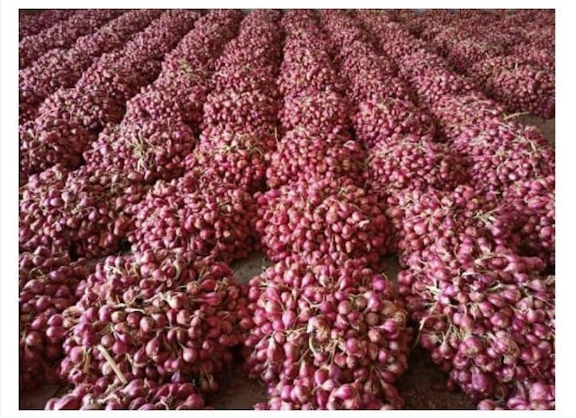 Bibit Bawang Merah Bima Brebes 