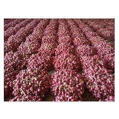 Bibit Bawang Merah Bima Brebes