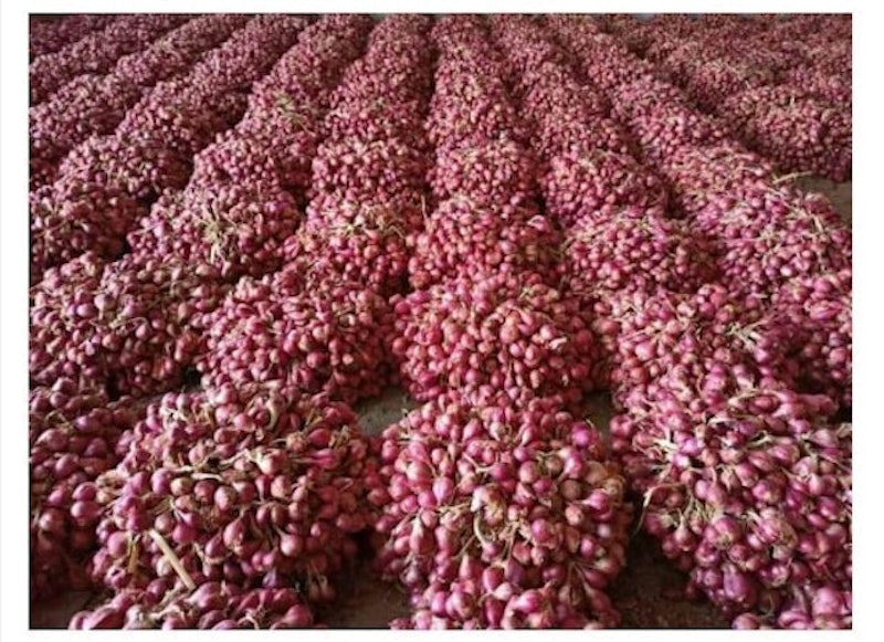 Bibit Bawang Merah Bima Brebes 1