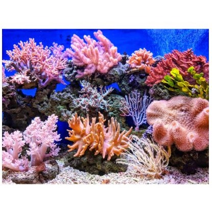 Wallpaper Aquarium 