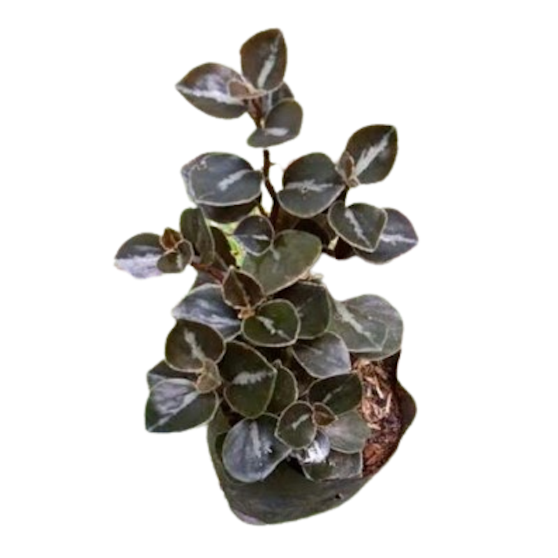 Tanaman Gantung Peperomia Black Metalic 4
