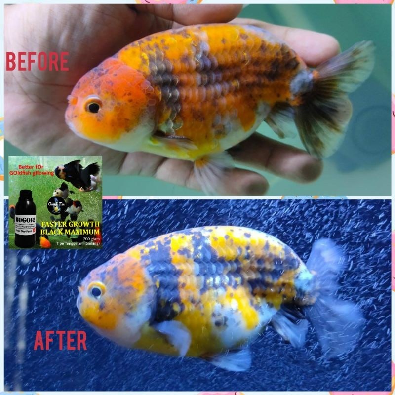 BOGOR! Better for Goldfish Growing Sinking 4
