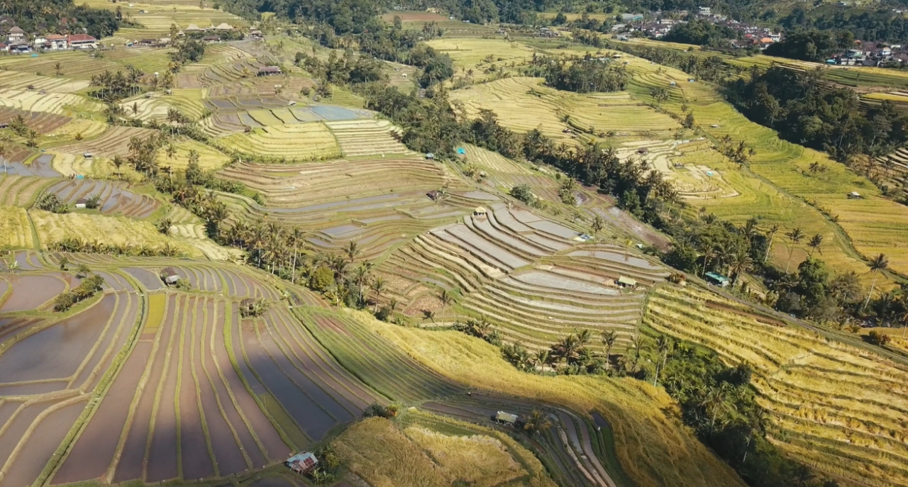 Terasering Tegallalang 3