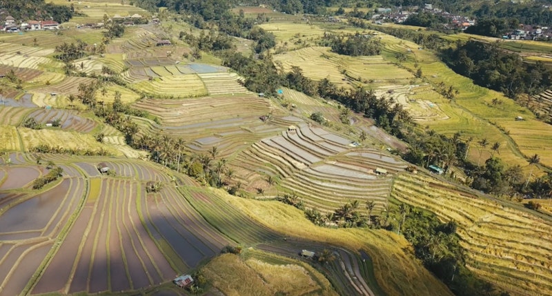 Terasering Tegallalang 3